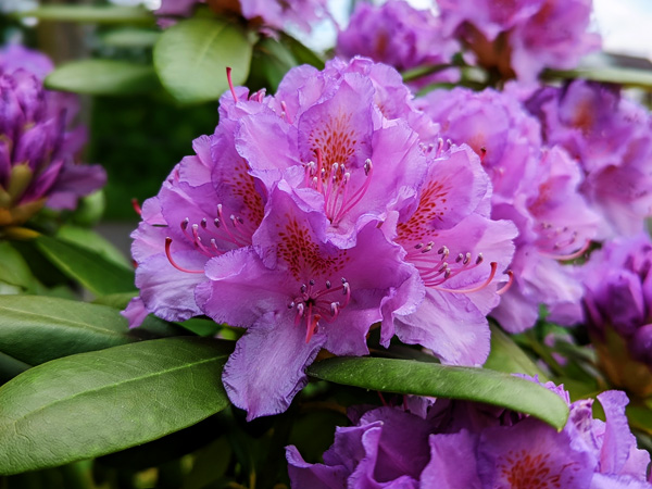 Düngermanufaktur Frühsommer im Garten - Düngen und Arbeiten - Rhododendron Blüte