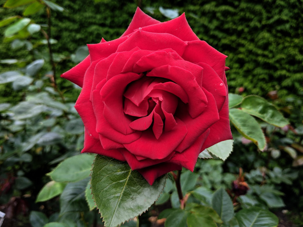 Düngermanufaktur Frühsommer im Garten - Düngen und Arbeiten - Rose Blüte